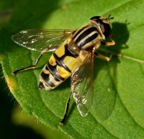 Réf. 289 090 : Helophilus trivittatus